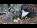 DECORAH EAGLES  🐣🐣🐣 DRAMA & HEARTBREAK ◕ EAGLE DAD MISSING ◕ MOM GOING IT ALONE ◕ INTRUDER ◕