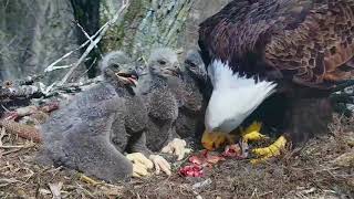 DECORAH EAGLES   DRAMA & HEARTBREAK ◕ EAGLE DAD MISSING ◕ MOM GOING IT ALONE ◕ INTRUDER ◕