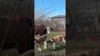 əkizlər ALLAH bərəkət versin MaşALLAH 🧿🥰😍 #shorts