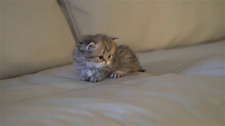 Video 10950511: british longhair kitten, cattery british, kittens litter, cute little kitten, kitten girl