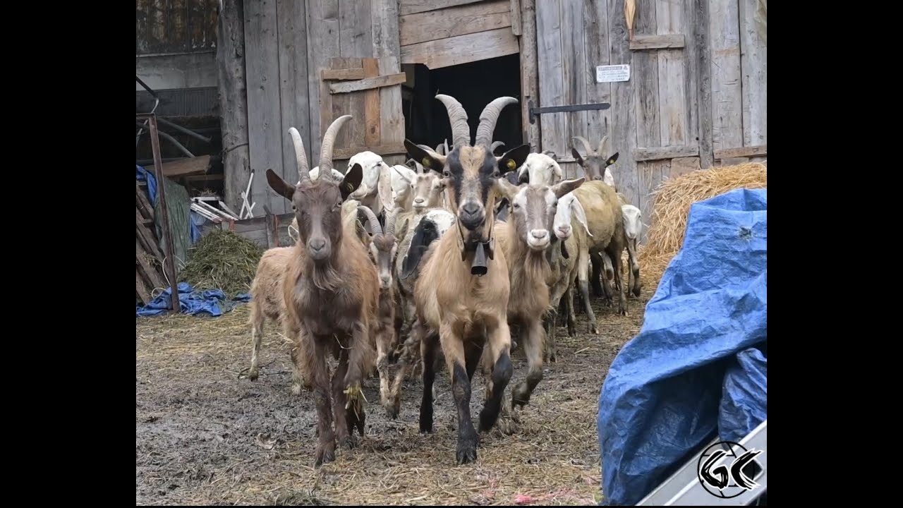 Dalla stalla all'alpeggio