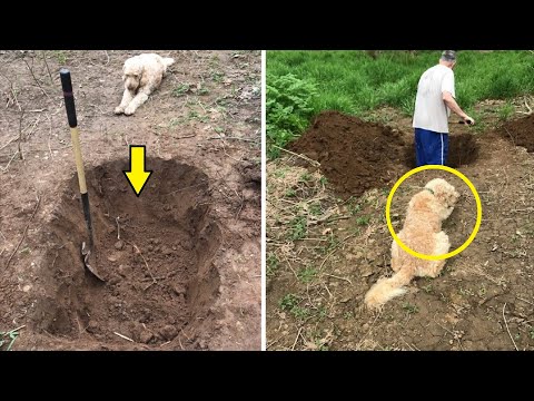 Video: Når en hund graver et hull?