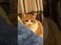 Adorable Baby Cat Wows Us Every Day