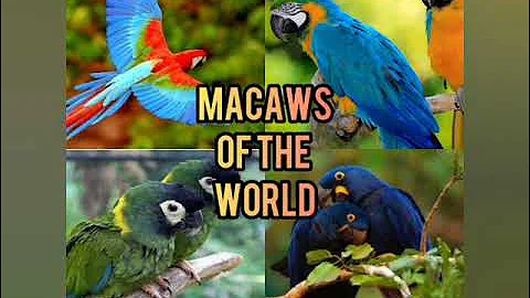 Macaws Of The World ( with complete description and distribution Habitation along videos.)