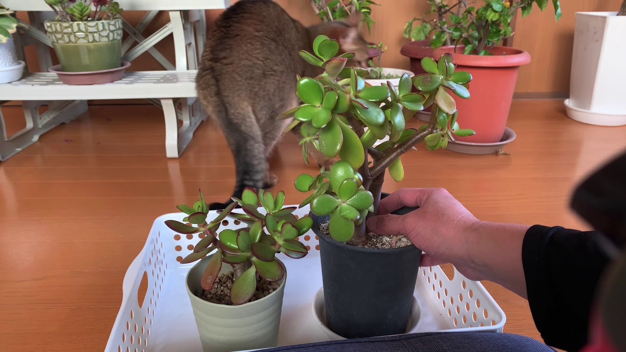 金のなる木の失敗談 #多肉植物 - YouTube