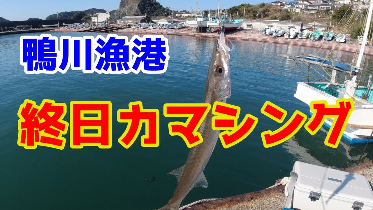 【鴨川漁港】一日中カマシング