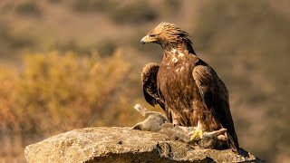 How Eagle Attack Rabbit In The Wild