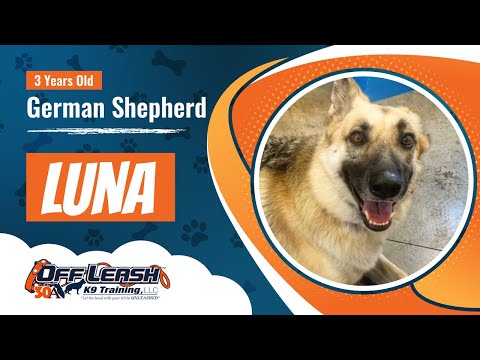 3-year-old-german-shepherd-luna-best-dog-trainers-florida