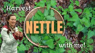 Identify and harvest spring nettle for food and medicine screenshot 5
