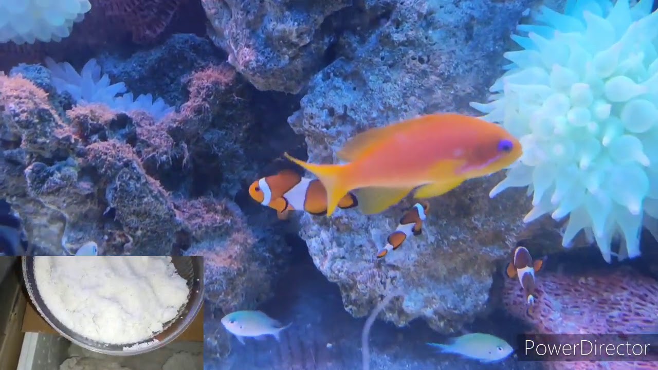 الطريقه الصحيحه لتجهيز حوض سمك مارين من البدايه لنهايه بأقل التكاليف #مارين_حوض_سمك_مالح
