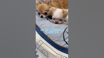 元気の無くなった兄犬を守る弟犬に涙🐶　#老犬 #チワワ #chihuahua #dog#感動する話