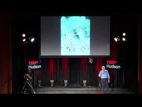 Black currants -- the forbidden fruit | Greg Quinn | TEDxHudson