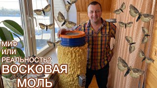 Восковая Моль - Лекарство От Всех Болезней? Реальность или Миф?