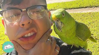 Two Parrots Speak Spanish And Go To Work With Their Owners | Cuddle Buddies
