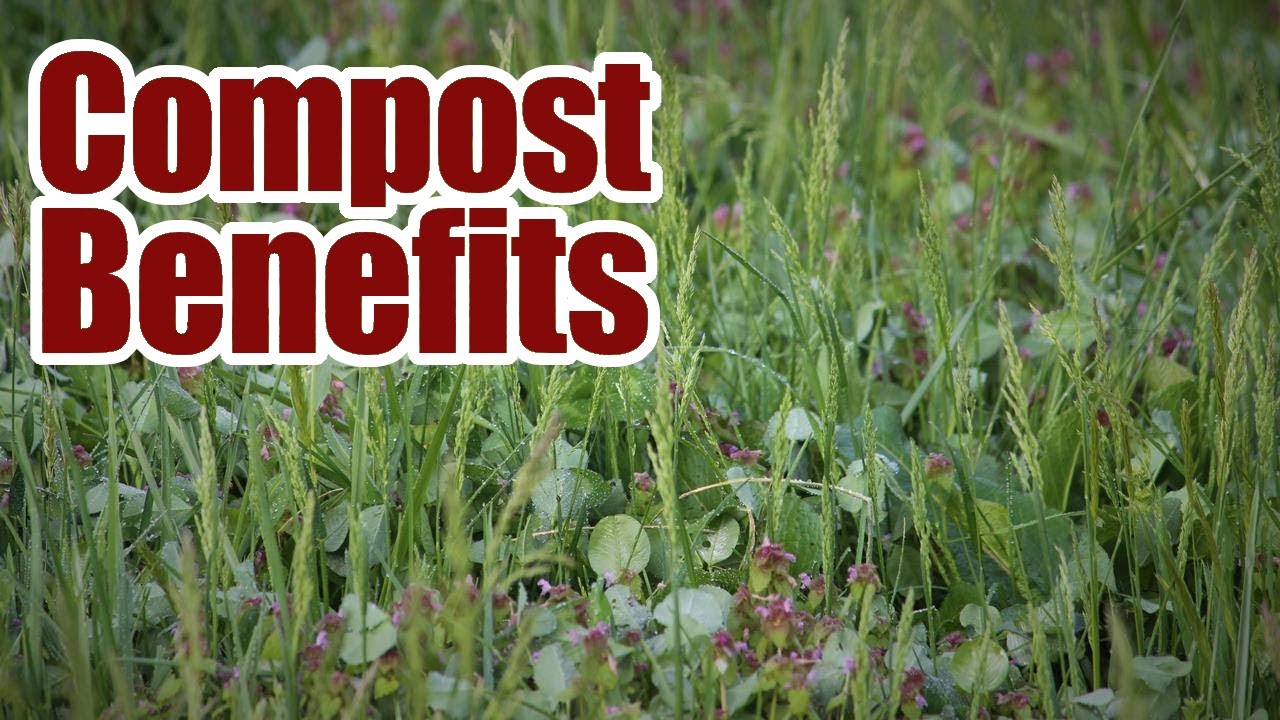 benefits-of-compost-and-where-to-buy-compost-in-kentucky-youtube