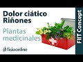 Plantas medicinales para ciática izquierda por mal funcionamiento de los riñones