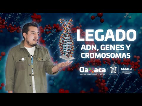 Vídeo: La Captura De Cromosomas Ciliados Completos En Lecturas De Secuencia única Revela Isoformas Cromosómicas Generalizadas