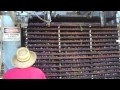 Dehydration Process - How to Turn Plums into Prunes (Dried Plums)