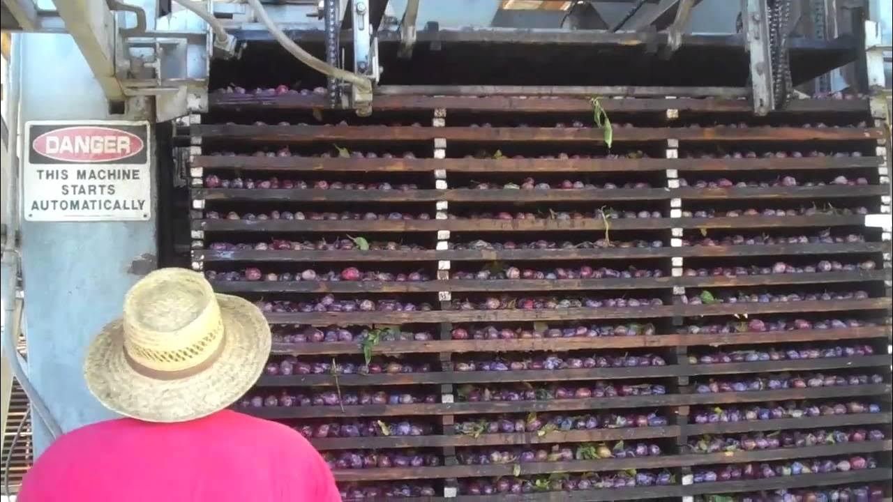 Dehydration Process How to Turn Plums into Prunes (Dried Plums) YouTube