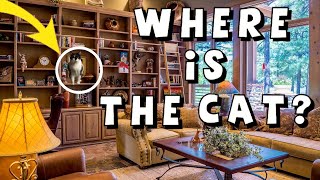 How To Play Hide And Seek With A Cat | Cats And Magic Tricks