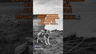 собаки герои. видео не моё #рекомендации #собака #герои