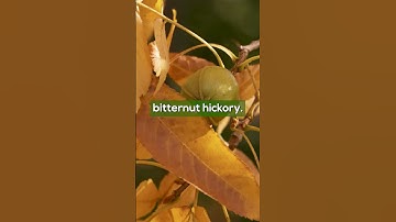 Bring Fall Color to Life! Top 3 Trees for Autumn Beauty