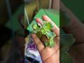 Water Lettuce | Aquarium Plant | ESKI YT