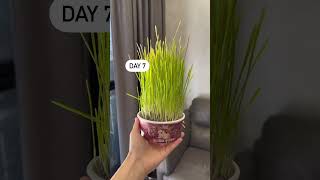 Gr Plant For Cat ...