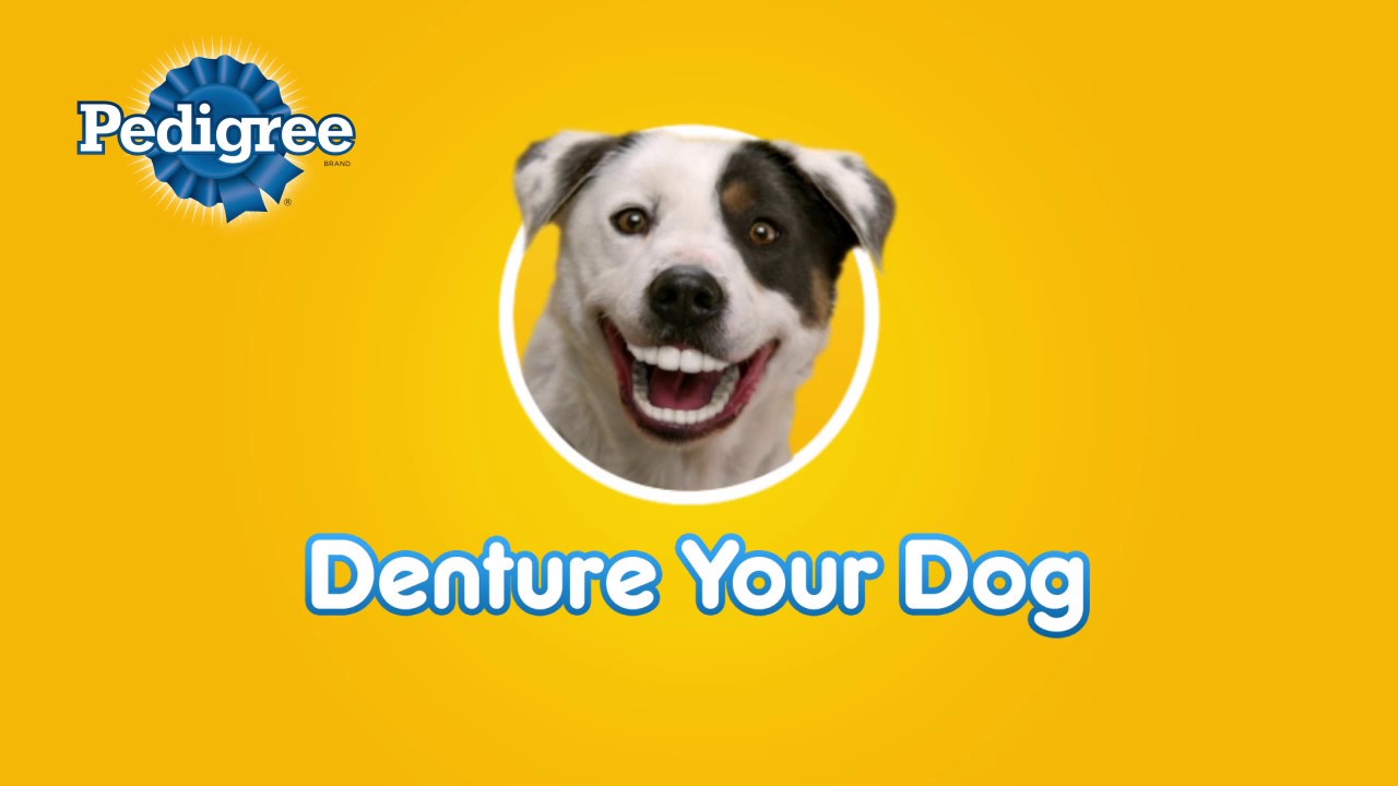 dog-smiling-pedigree