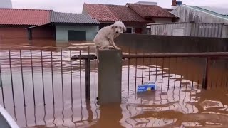 Esperança Para Cachorros Deixados Para Trás na Enchente no Rio Grande do Sul