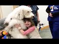 Huge Dog Helps Sick Kids Feel Better | The Dodo