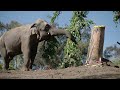 Asian Elephant's 45th Birthday