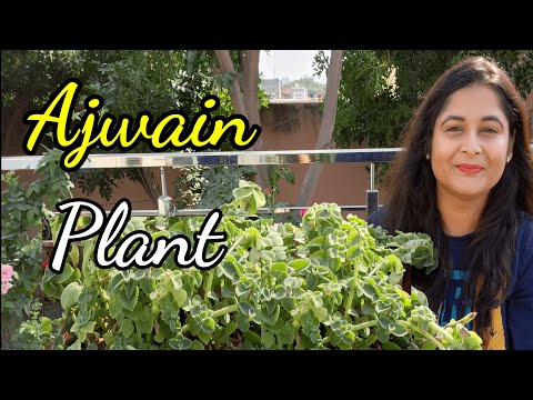 वीडियो: अजवाइन के साथ अच्छे से उगने वाले पौधे - अजवाइन के लिए उपयुक्त साथी पौधे