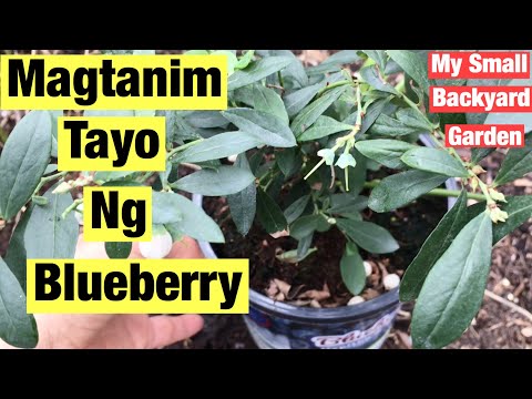 Video: Garden blueberries: pagtatanim at pangangalaga