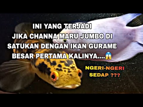 Ikan Channa Gurame