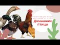 ДОМАШНИЕ ПТИЦЫ.🐓🐥 Развивающее видео для детей от 3 лет. Домашние птицы для детей. Раннее развитие