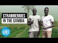Strawberries for Change: Young Farmer’s Challenge in Rural Gambia | United Nations