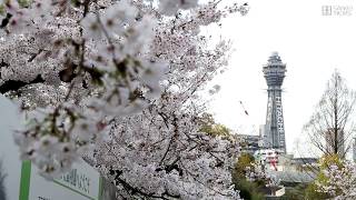 大阪・天王寺動物園の桜が見頃