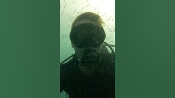 Diving for Megalodon Shark Teeth in Florida