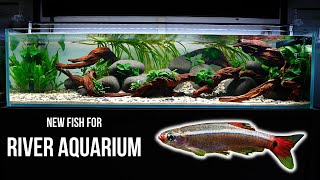 Adding WHITE CLOUD MOUNTAIN MINNOW | Fish disappeared? | EP3 HILLSTREAM AQUARIUM