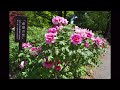 お吉物語 泉ちどり