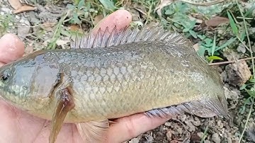 Câu cá rô đồng thiên nhiên: hôm nay dính toàn rô đồng khủng sướng rân người luôn.