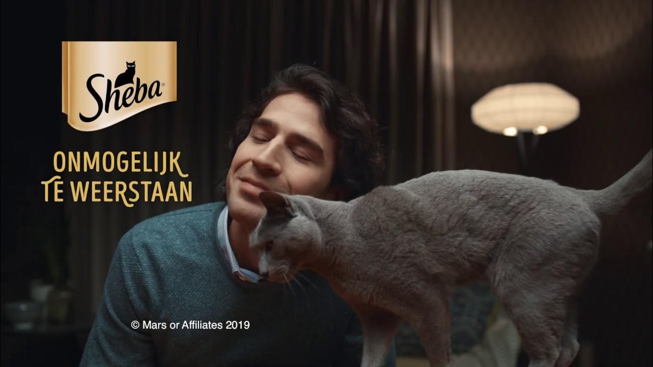 Кошка из рекламы шеба. Sheba кот. Реклама кошачьего корма sheba "шебу дай мне" 2020. Реклама шеба корм для кошек. Sheba allergic песня.