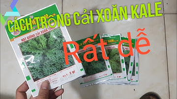 Cách ươm hạt giống rau cải Xoăn Kale, kỹ thuật trồng rau cải xoăn