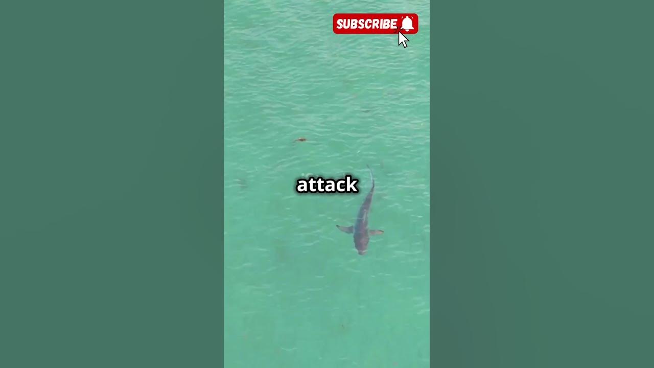 Exposing Recent Shark Attacks in Florida #criticallyinjuredman #