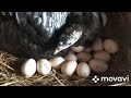 Индюшки сели на гнездо/ подложила яйцо/ Ждём индюшат!