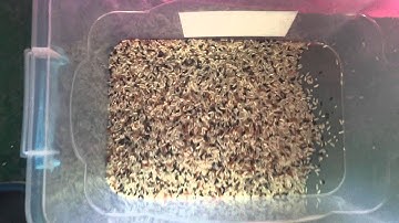 GroTech Rice Color Sorter Machine,Sorting Videos/alisa@camasort.com