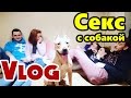 СЕКС С СОБАКОЙ ВЕЧЕРИНКА РУФЕРЫ ВПИСКА СЕКС / Stas Agapov VLOG