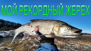 Трофейный жерех.Мой рекордный жерех.Жерех 2019 Трофейный жерех.Мой рекордный жерех.Жерех 2019