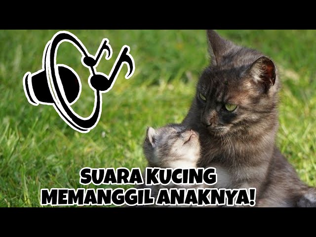 SUARA INDUK IBU KUCING MEMANGGIL ANAKNYA UNTUK MAKAN class=